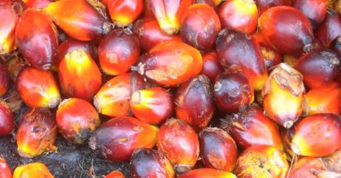 Appétit croissant pour l’huile de palme malaisienne en Iran