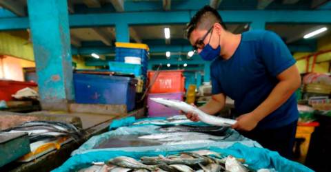 保障马来西亚未来的海鲜供应