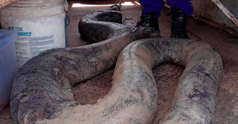 Deux pythons géants découverts sur le chantier de Terengganu