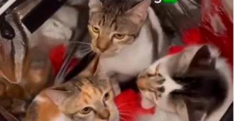 Des livreurs de nourriture sauvent des chatons coincés dans une inondation