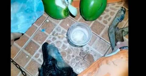 Pria selamatkan anjing beracun dengan air kelapa, dipuji