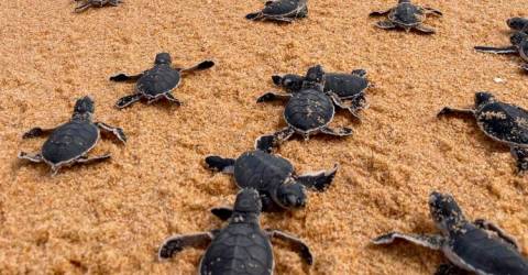 Lang Tengah Turtle Watch lance une campagne d’adoption de nids