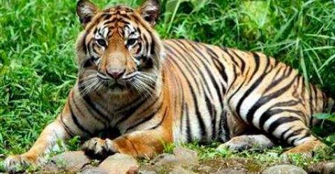 Sumatran tiger captured in Indonesia after second human attack