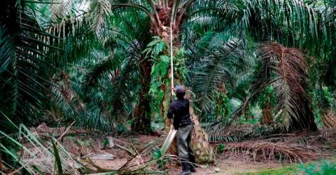 Le gouvernement prêt à présenter des faits liés à l’huile de palme malaisienne