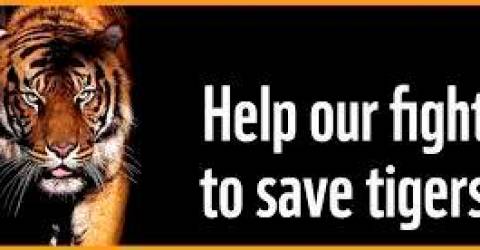 Percepat inisiatif untuk menyelamatkan harimau kita