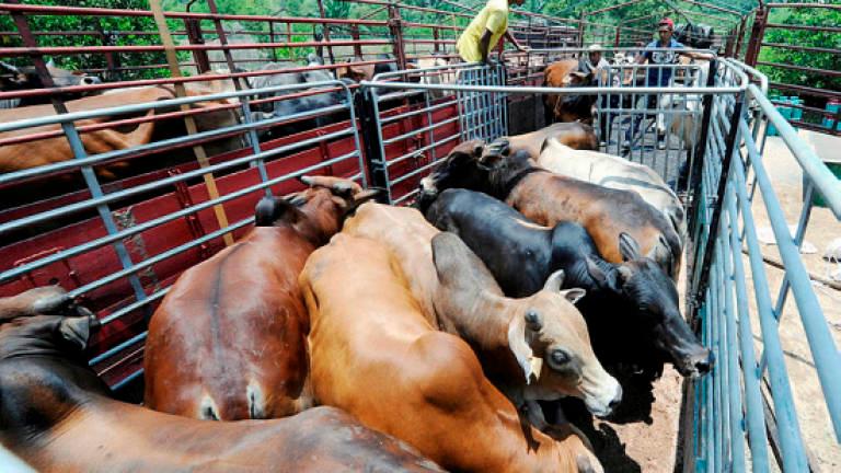 Breeder loses RM55,000 after 20 cows found dead, foaming at the mouth