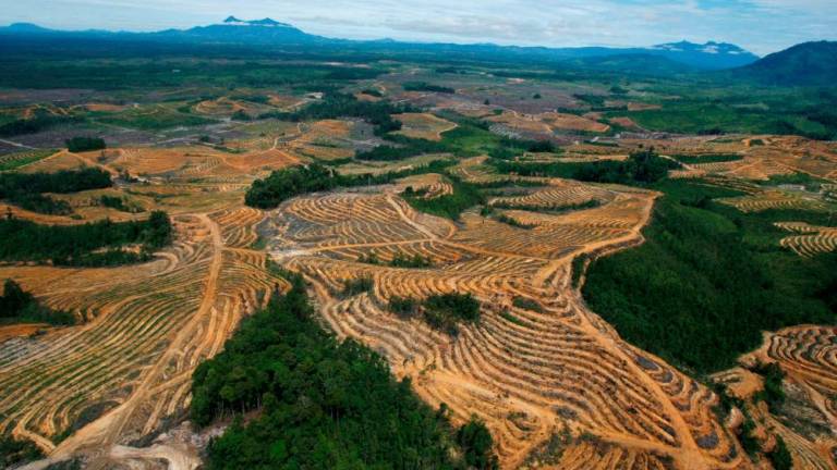Aerial view of a cleared forest area. Under the new EU law, companies will need to show when and where the commodities were produced and ‘verifiable’ information that they were not grown on land deforested after 2020. – Reuterspic