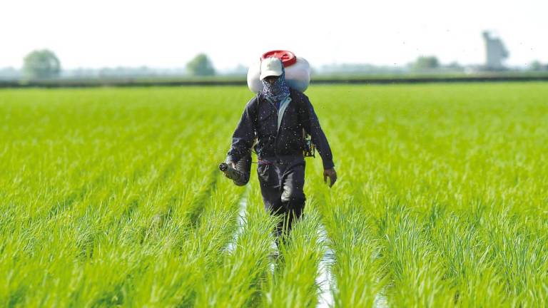 An associate professor from Universiti Malaya says Malaysia should focus on achieving 100% self-sufficiency in rice production. - BERNAMAPIX