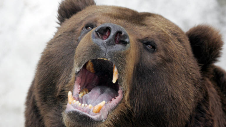 Mama bears use human shields to protect cubs