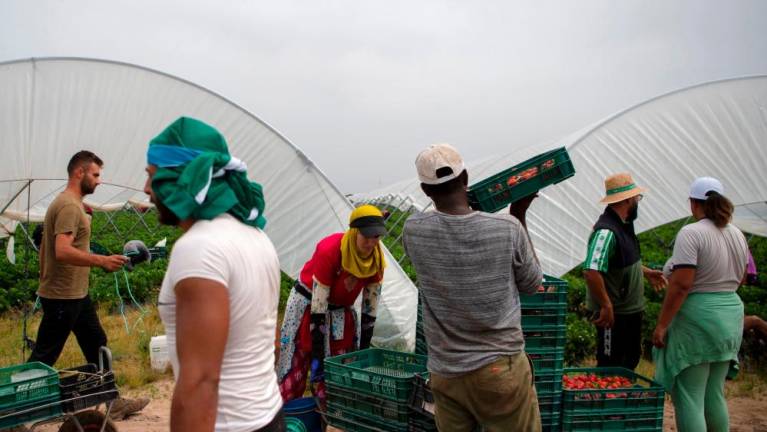 Strawberry pickers are at work in a greenhouse in Ayamonte, Huelva, on May 20, 2022/AFPPix