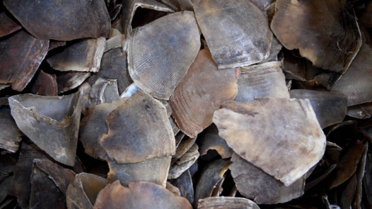 Pangolin scales worth RM9m seized (Updated)
