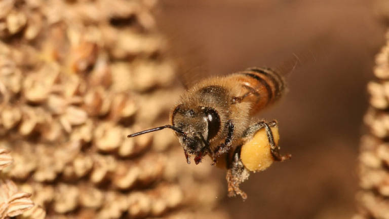 Spider venom may save the bees