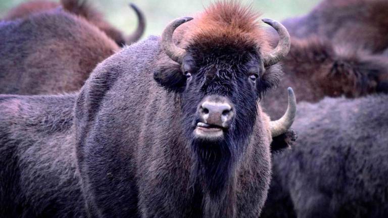 Belarus warned on March 10, 2023 that Poland’s border fence erected to deter illegal migrants was threatening the existence of the iconic European bison. AFPPIX