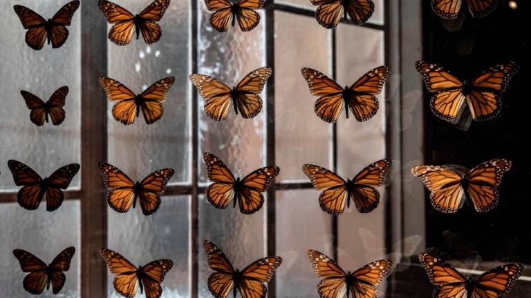 A collection of preserved Monarch butterflies is seen at the Pacific Grove Museum of Natural History in Santa Cruz, California on January 26, 2023. AFPPIX