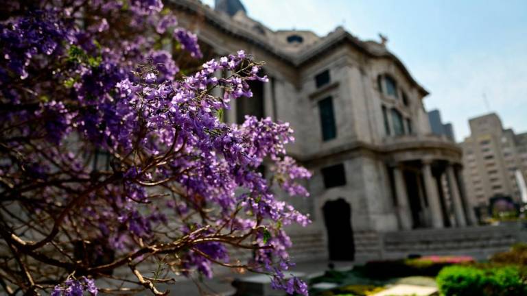 View of Jacaranda mimosifolia trees in the Alameda Central park in Mexico city, on March 25, 2023. AFPPIX
