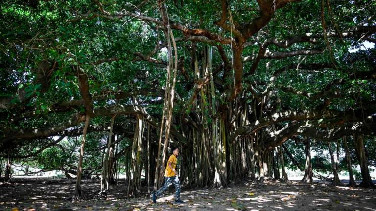 A boy walks under the tree called Guacari (Ficus elastica) in San Marcos, Colombia on January 30, 2023. The tree has a diameter of about 75 metres and a current age of 40 years AFPPIX