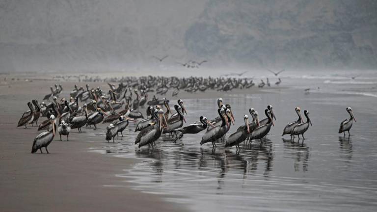 The highly contagious H5N1 avian flu virus has killed thousands of pelicans, blue-footed boobies and other seabirds in Peru, according to the National Forestry and Wildlife Service (SERFOR). AFPPIX