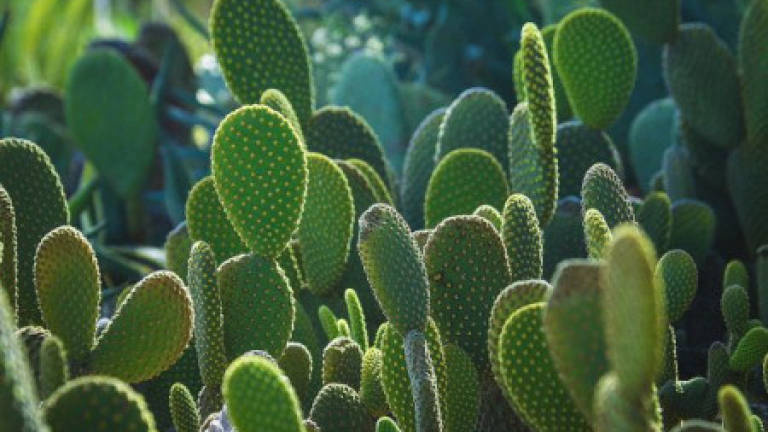 Mexico's prickly pear cactus: Energy source of the future?