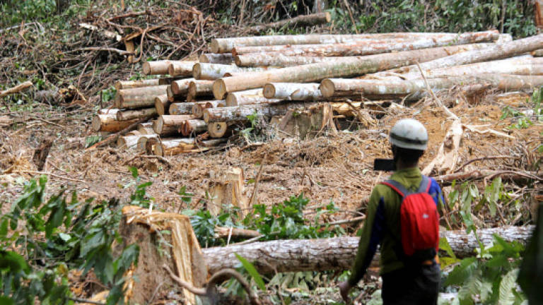 187 cases of illegal logging in Peninsula M'sia over 10 years