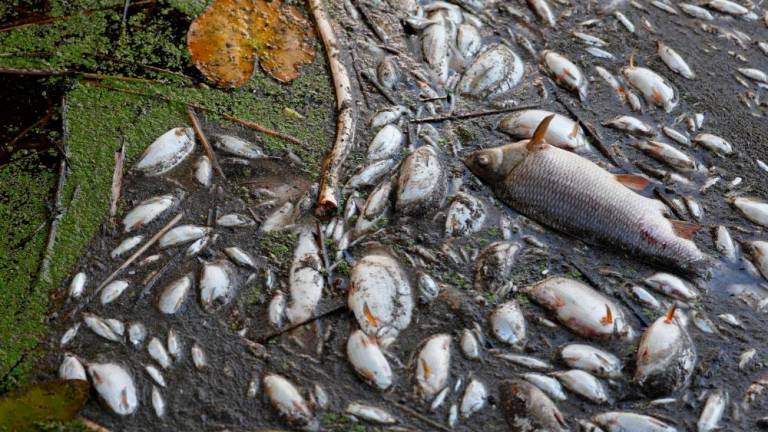 Dead fish are pictured on the banks of the river Oder in Schwedt, eastern Germany, on August 12, 2022, after a massive fish kill was discovered in the river in the eastern federal state of Brandenburg, close to the border with Poland. AFPPIX