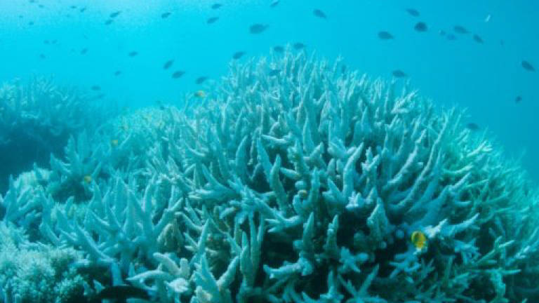 Coastal development affects coral reefs in Straits of Malacca: Wan Junaidi