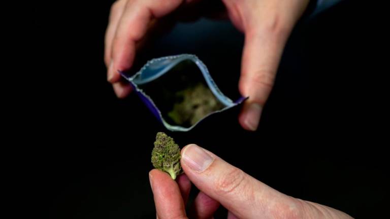 This picture taken on March 7, 2023 shows a bag of ‘Purple gas’ marijuana strain during a two-year pilot for the legal sale of recreational cannabis in Basel. AFPPIX