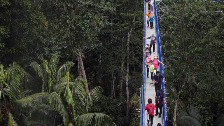 Visitors walk on the Forest Skywalk in Kuala Lumpur. People visiting the Forest Skywalk will find themselves suspended up to 50 meters above the Forest Research Institute Malaysia (FRIM) forest//theSunpix
