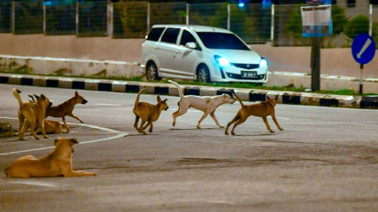 Gambar hiasan. Kelihatan beberapa ekor anjing liar berkeliaran di perumahan Taman Paya Rumput Perdana, 9 Sept 2022/FOTOBERNAMA