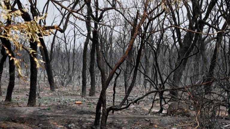 A picture shows a burnt forest following raging fires near Algeria's city of el-Kala on August 17, 2022. Algerian firefighters were today battling a string of blazes, fanned by drought and a blistering heatwave, that have killed at least 38 people and left destruction in their wake. AFPPIX