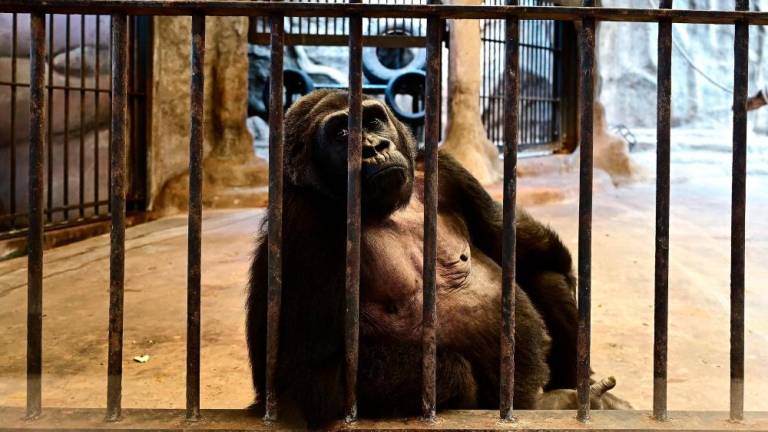 This photograph taken through a glass facade on March 9, 2023 shows Thailand’s only gorilla, a female named ‘Bua Noi’ or Little Lotus, looking on from behind the bars of her cage at the Pata Zoo in Bangkok. AFPPIX