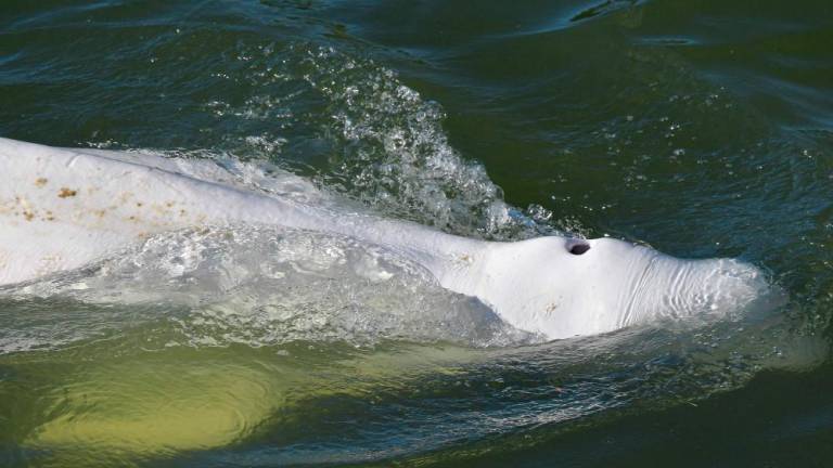 A beluga whale is seen swimming up France’s Seine river, near a lock in Courcelles-sur-Seine, western France on August 5, 2022. AFPPIX