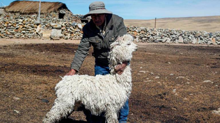 An Andean man holds an alpaca in the Quechua community of Lagunillas in Puno, southern Peru, on December 2, 2022/AFPPix