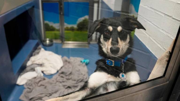 Daisy looks on from her kennel at Battersea Dogs and Cats Home, in London, Britain August 10, 2022. - REUTERSPIX
