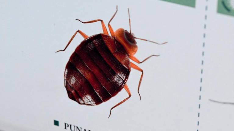 This photograph taken on October 3, 2023 shows an image of a bedbug on display at the Hygiene Premium, pest control shop, in Paris/AFPPix