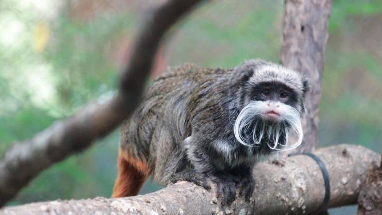 This undated image courtesy of the Dallas Zoo, shows an emperor tamarin monkey in its enclosure at the zoo in Texas. Two emperor tamarin monkeys have gone missing at the Dallas Zoo, the latest in a string of bizarre animal incidents to rock the facility/AFPPix
