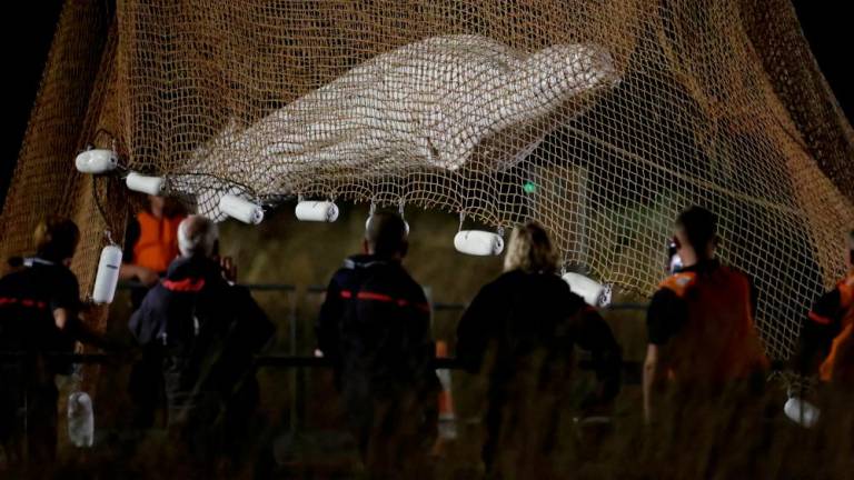 Firefighters and members of a search and rescue team pull up a net as they rescue a Beluga whale which strayed into France’s Seine river, near the Notre-Dame-de-la-Garenne lock in Saint-Pierre-la-Garenne, France, August 10, 2022. REUTERSPIX