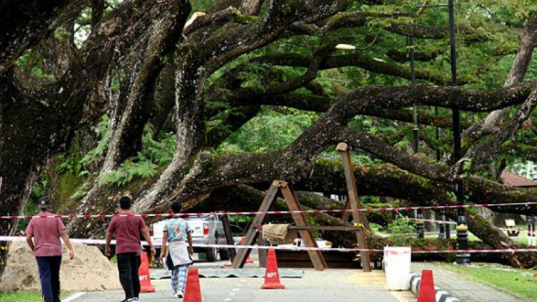 Damaged root believed to be cause of collapse of 130-year-old raintree