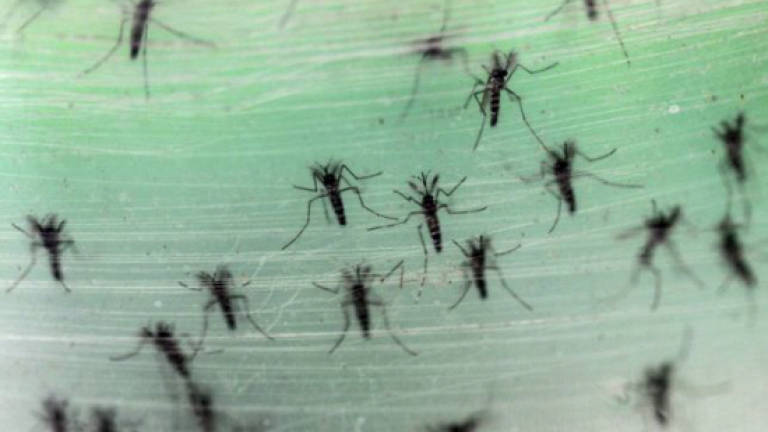 Florida probes second possible Zika case in non-traveler