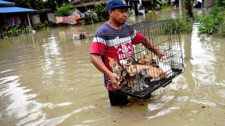 Penduduk setempat, Raffe Zain Md Isa, 46, menyelamatlan anak-anak kucing yang kesejukan selepas rumahnya terjejas akibat banjir ketika tinjauan BERNAMA di Kampung Changkat Jong pada Nov 14 2022. - BERNAMA