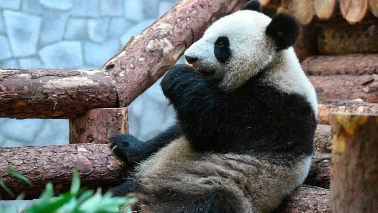 A giant panda sits in the enclosure before Russian President Vladimir Putin and Chinese President Xi Jinping visit the Moscow Zoo, which received a pair of giant pandas from China, in Moscow, Russia June 5, 2019. REUTERSPIX