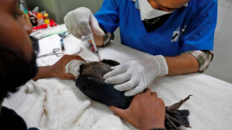 File photo: A vet administers an injection to an eagle after it was dehydrated due to heat at Jivdaya Charitable Trust, a non-governmental rehabilitation centre for birds and animals, during hot weather in Ahmedabad, India, May 11, 2022. REUTERSpix