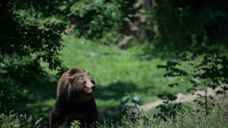 Shepherds mauled in Romania bear attack