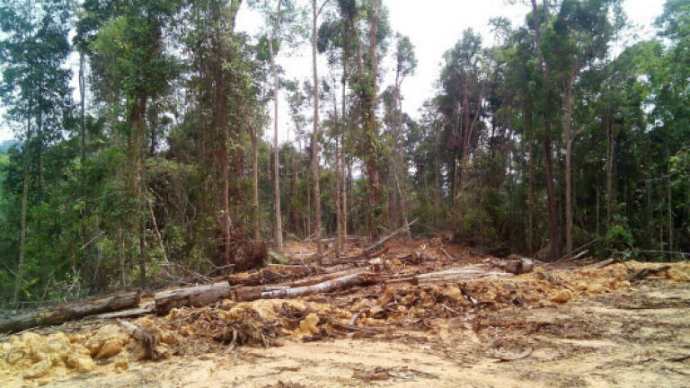 Sabah re-activates committee on illegal logging crackdown