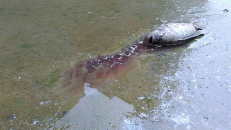 Hundreds of dead fish found floating in the Klang River