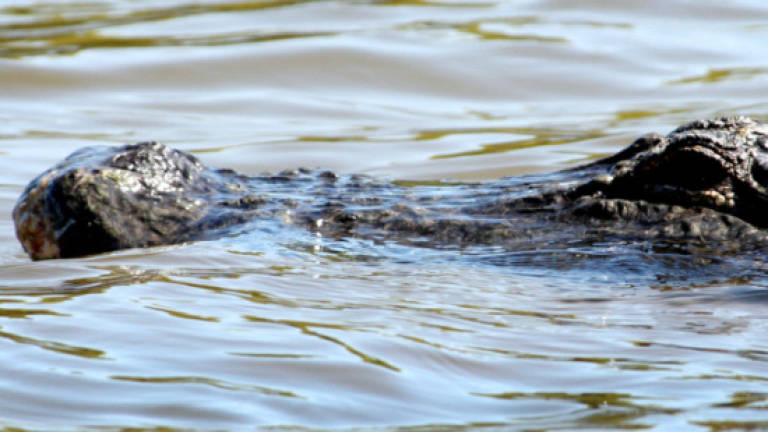 Texas alligator kills late-night swimmer