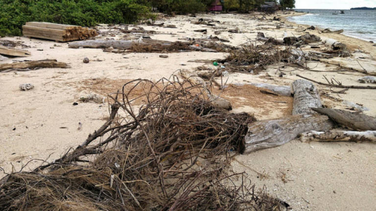 Turtle landing on Labuan marine parks dwindle 33% last year