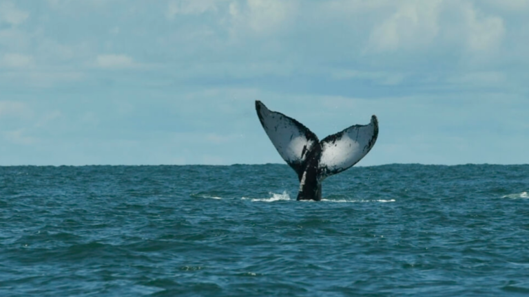 A humpback whale swims in the Pacific Ocean off the coast of Colombia in September 2022. AFPPIX