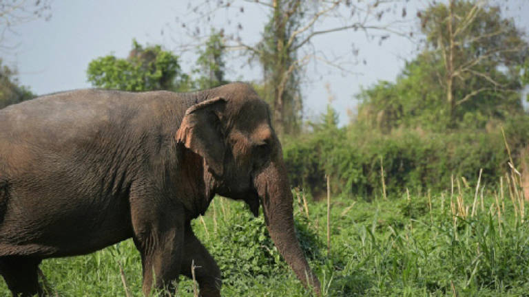 Perhilitan captures elephant causing trouble to village residents