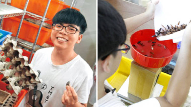 Varsity student makes RM28,300 monthly from farming cockroaches
