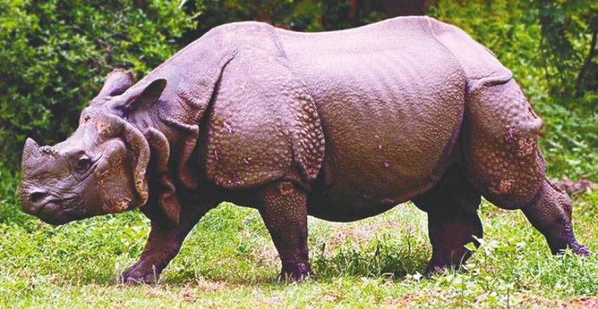 The population of the great one-horned or Indian rhino has increased from around 200 at the turn of the century to around 3,700 today due to successful conservation efforts. – PHOTO COURTESY OF WIKIMEDIA COMMONS BY MAYANK1704 USED UNDER CC BY-SA 4.0